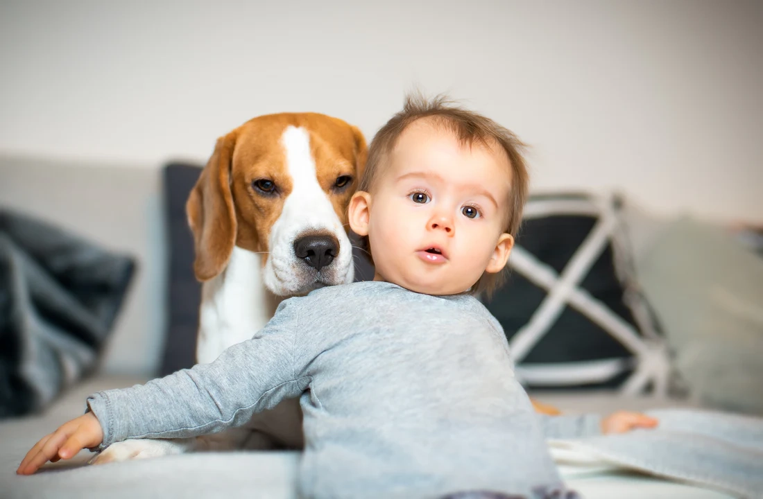 Solutions for Traveling Pet Owners Wondering When It’s Time for Dog Euthanasia