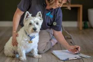 When is the right time for dog euthanasia